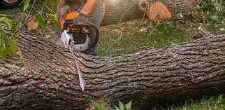 Best Stump Grinding and Removal  in Westgate, FL