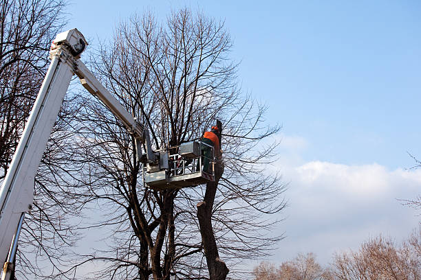 Best Tree Mulching  in Westgate, FL